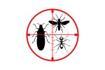 General Pest Control